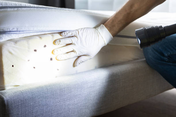 Best Affordable Pest Control Services  in Pembroke, NC